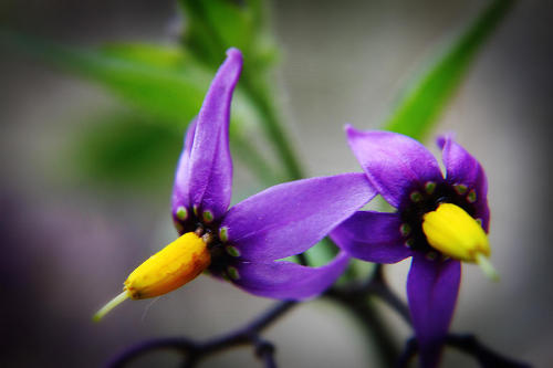 Atropa belladonna, also known as Atropine, Belladonna or Deadly Nightshade, has some pretty crazy or