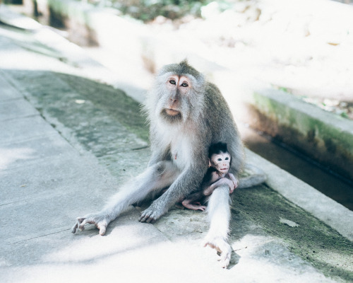 Monkey and baby in Ubud Monkey Forest - Bali