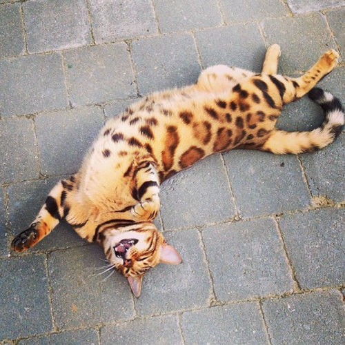 wordsnquotes:  culturenlifestyle: Energetic Bengal Cat Called Thor Has the Most Attractive Pin Striped Fur Thor is a lovable, demanding and energetic Bengal cat with the most unique and beautiful fur.  Keep reading 