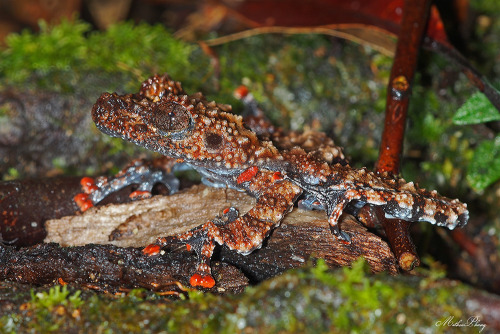 Spiny Wart Frog - Theloderma horridumThe Spiny Wart Frog, Theloderma horridum (Rhacophoridae), is a 