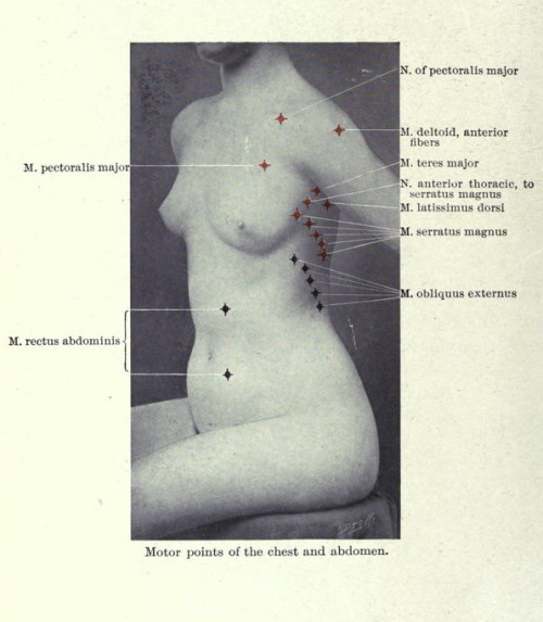 Porn photo nemfrog:  Motor points of the chest and abdomen. Medical
