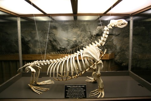 emerald-of-the-eight:The skeleton of a female Steller sea lion [Eumetopias jubatus; not to be c