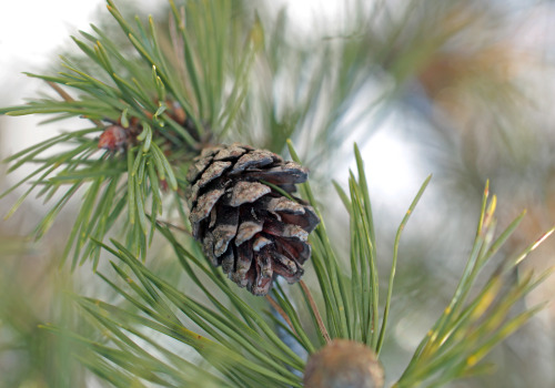 Pinecone / tallkotte.