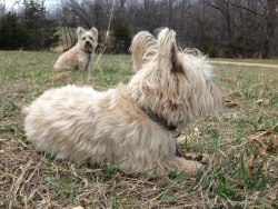 fuckyeahcairnterriers:  Quick photo shoot