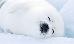 saturnmilk:  tomhiddleston: Harp Seal (Phoca groenlandicus)  the harp seal is actually