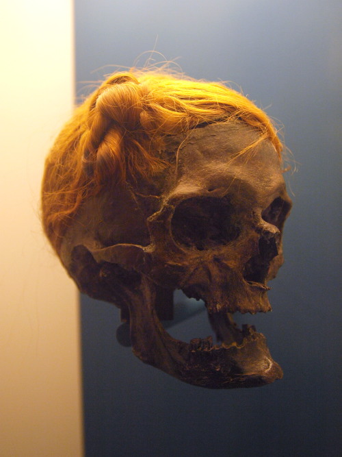 museum-of-artifacts:NSFW: Osterby Man: bog body of which only the skull and hair survive. The hair is unusually well preserved and is tied above the right temple in a Suebian knot. 70-220 AD, Germany