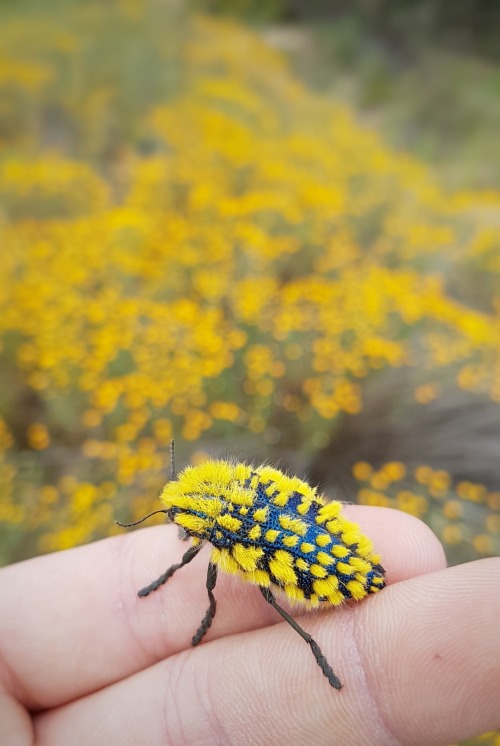 onenicebugperday: Brush jewel beetle, Julodis viridipes, BuprestidaeFound in South AfricaPhoto