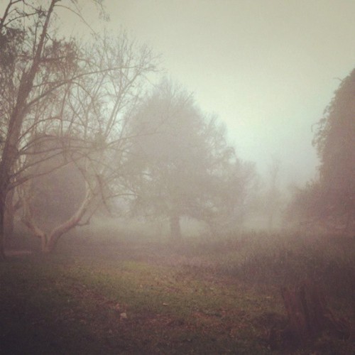 wotanswolf: Own. Source: Morning Fog I / II By ~ Wotan’s Wolf