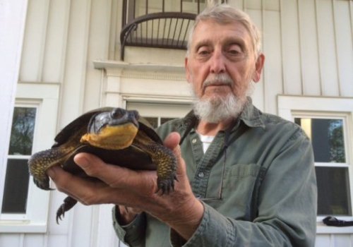 thebrainscoop: typhlonectes: Oldest well-documented Blanding’s Turtle recaptured at reserve at