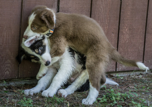 pseudopoodle - Fiver looks So betrayed that we allowed this to...