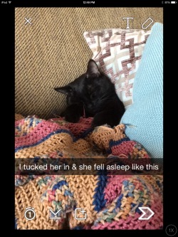 thecutestofthecute:  My cat is adorable 
