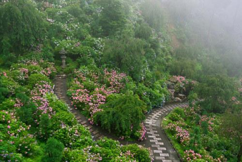 floralls:Misty Valley of Hydrangea (Yoshiminedera Temple, Kyoto) by Toshi