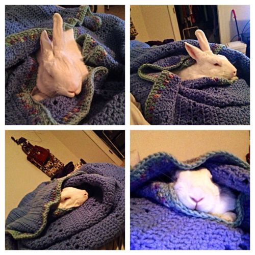 worldofthecutestcuties:  The 4 stages of COLD. Demonstrated by Ears