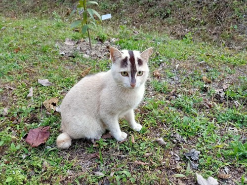 warcrimesimulator:Cat with unusual markings posted to a Thai Facebook group. Anyone seen anything li