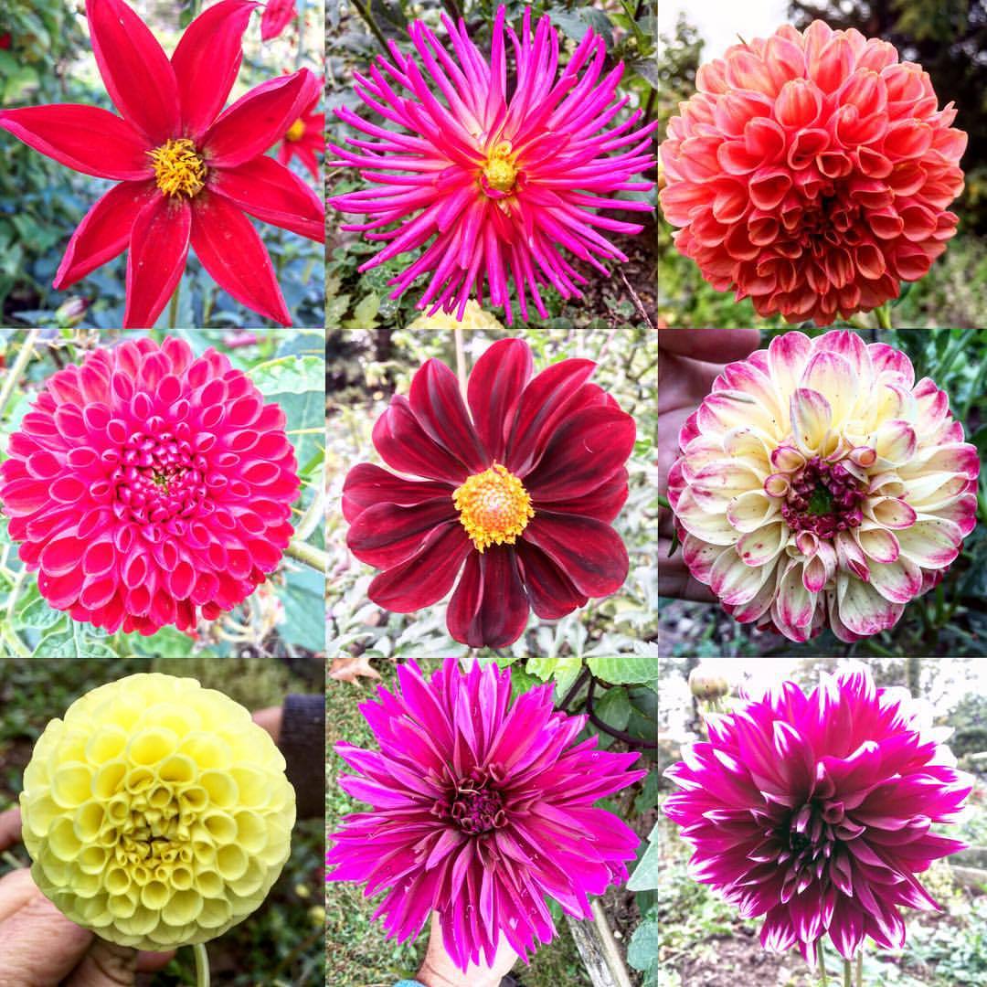 Center: “Aztec Dahlia”. Something like the original dahlia to cross the seas to Europe from Mesoamerica where it was bred from the wild into a food crop (edible tubers) and source of water (straw-like water-filled stems). #dahliasoftheday...