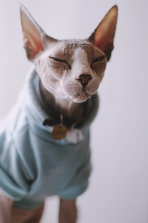 sphynx cat