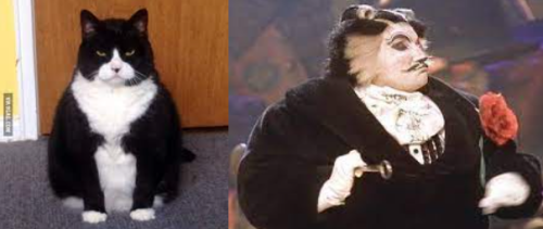 Jelicle Cats As Real Cats! The Toms