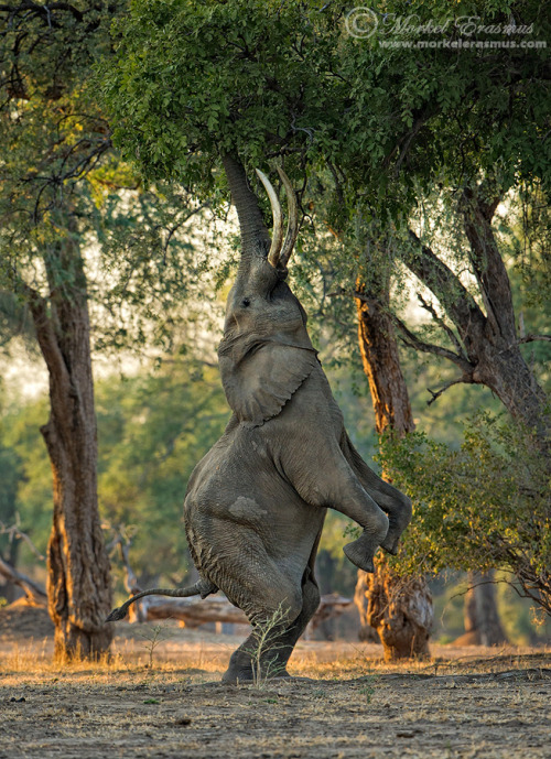 creatures-alive: A Fine Balance #2 by  Morkel Erasmus  