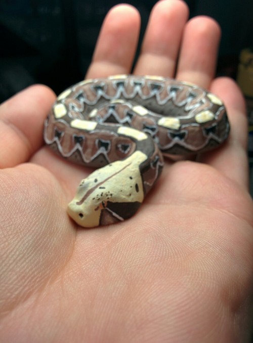 rate-my-reptile: customexotics: I can’t put to words how much I love this little guy, the face