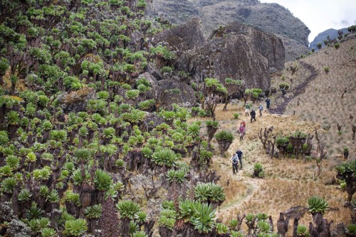 Rwenzori, Uganda (Mountains Of The Moon)