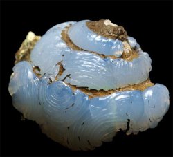 al-grave:  Fossilized Snail Turned to Opal