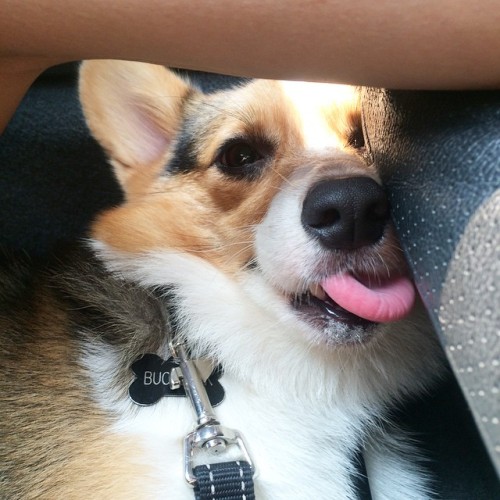 buckbeakthecorgi:  Buckbeak The Corgi [Tumblr porn pictures