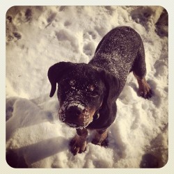 grinnyweasley:  My little polar Bear. #Rottweiler