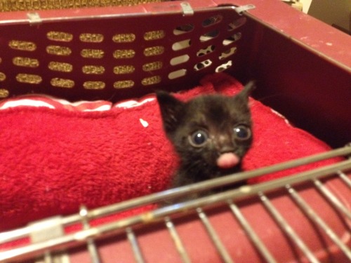 hillarygayle: thrintagecats: catsbeaversandducks: His name is Bartok and he’s the cutest baby 