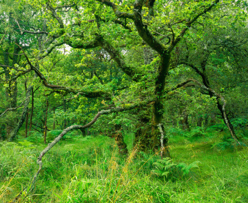 Balnakailly Wood Landscape º by CactusD dwfnaturephoto.wordpress.com