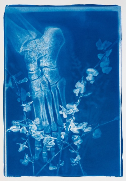 crystalline-aesthetics:Hu WeiyiBlue Bones (series). 2020, cyanotype on watercolor paper, wooden fram