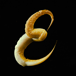 sixpenceee:FeelersThese are the Feelers—An animated typographic experiment based on the movement of 