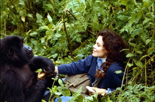 Eccentric primatologist and conservationist Dian Fossey (Sigourney Weaver) finds her calling among t