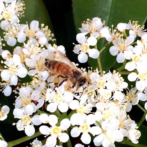 coffeeandshit:Avid supporter of bees, impulsive buyer of honeycombs