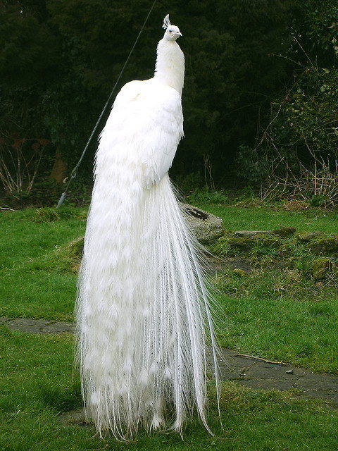 sarawr-monster:‘white peacock’, beautiful white Indian peafowl (Pavo cristatus), photogr