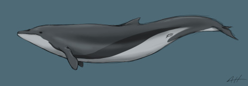 thelonelywhale:As a paleo-artist, one of my biggest pet peeves are prehistoric whales reconstructed 