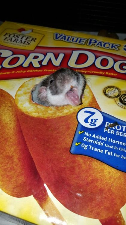 anonymousfragger: so we got a corndog box for the rats and my brilliant roommate cut a hole so all o