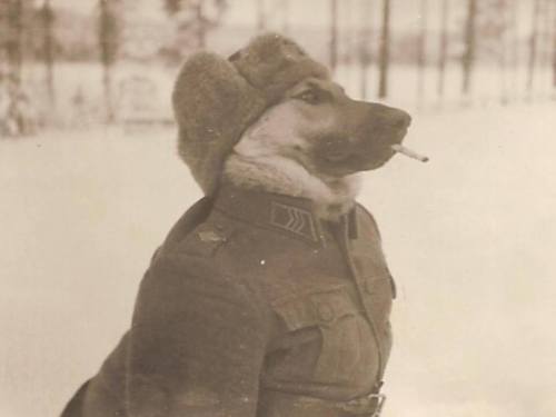 slovenskiy:  i decided to recreate my favorite dog pic with sugar because yes 