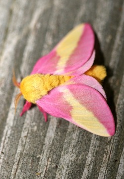 smallstegosaurus:Behold: the Fluttershy moth. Yes, this thing actually exists - http://en.wikipedia.org/wiki/Dryocampa_rubicunda