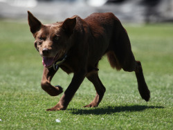 perfectdogs:  Australian Kelpie.