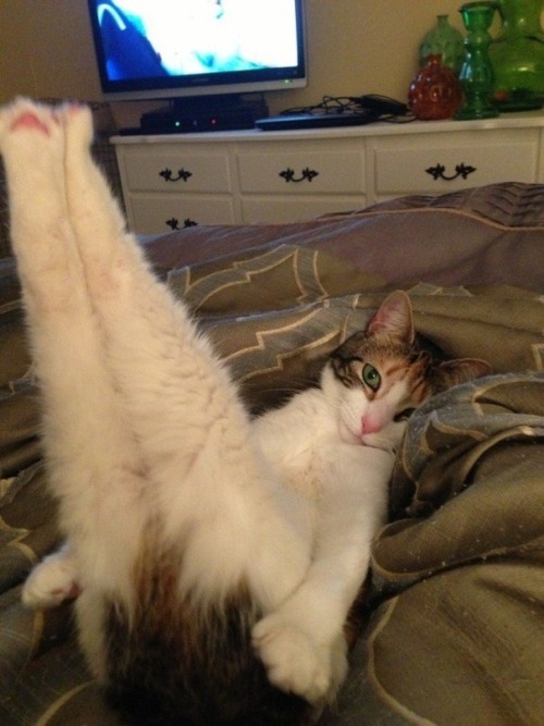 catsbeaversandducks: “When I grow up, I want to be a pin up.” Photo via tinkerbell-