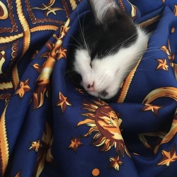 floozys:he keeps sleeping in my silk scarf