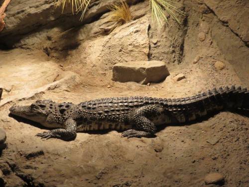 a-dinosaur-a-day: American Museum of Natural History, Part 20: CROCODILIANS!The “Crocs: A