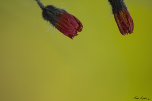 Yesterday I sold an 70-300mm Macro tamron to an old friend. Today I realised I havn`t used my 70-300mm Macro Sigma for a long time. so I went out and took some flower shots…Mostly What do you think?