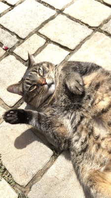 unflatteringcatselfies: This is Trix, he is a bread boi and likes potato chips and to snoop around.