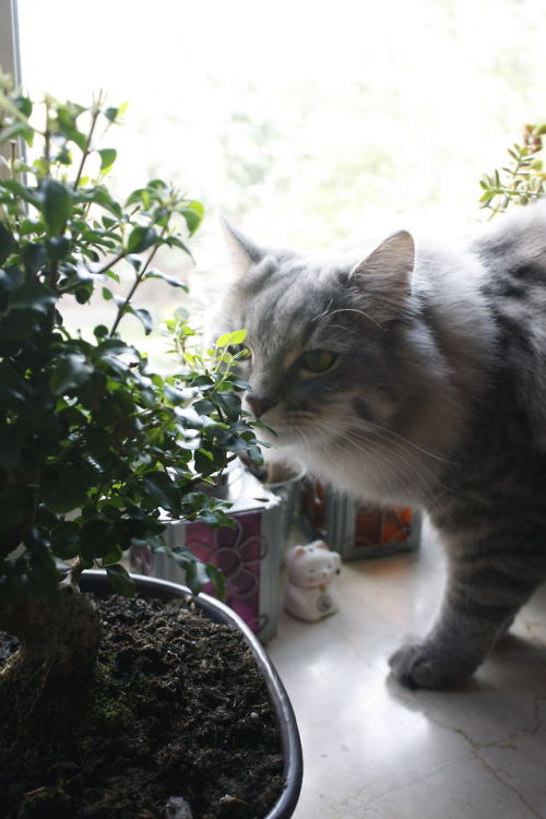 my new privet bonsai and carl 