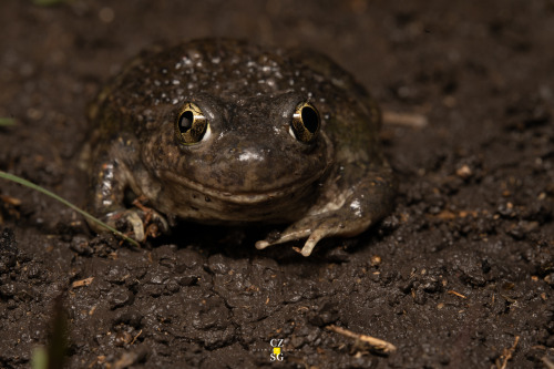 This shady individual is a Mexican spadefoot toad [Spea multiplicata] found after rain in Hueypoxtla