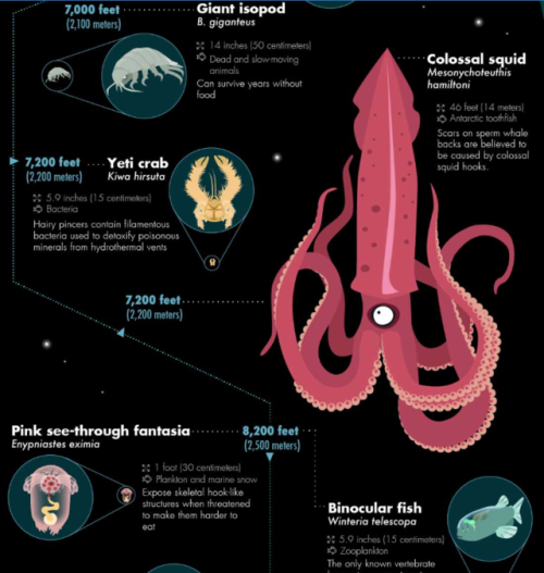 myfrogcroaked: bunjywunjy: spritle22: unexplained-events: 32 of the Most Bizarre Deep-Sea Creatures 