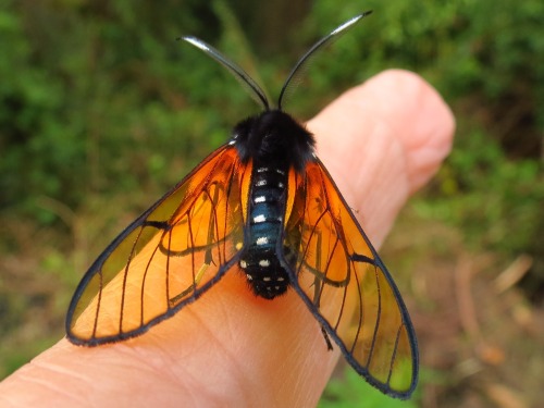 onenicebugperday:Amber Arctiid moth, Dasysphinx volatilis, ErebidaeFound in Central AmericaPhotos 1-2 by annikaml, 3 by kingfisher12400, 4 by vilseskog, 5 by evahedstrom, 6 by lauramjik, and 7 by nysnej  