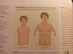 pizzaforpresident:  My anatomy textbook is