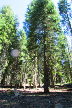 letsbeforestfriends:  Sequoia National Park, California.  Original photography by letsbeforestfriends